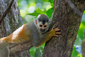 Naklejka na ściany i meble Squirrel monkey on a branch in Manuel Antonio NP - Costa Rica