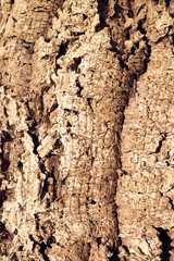Cork Oak Tree texture background. Nature background. Wine industry