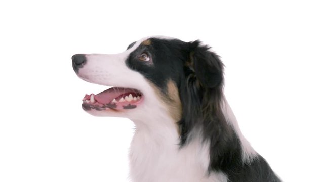 Beautiful Australian Shepherd Dog - portrait close-up. Cute Aussie looking at camera and away on white background for keying. Dog head.