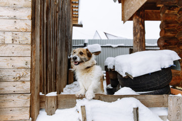 Domestic dog guarding home