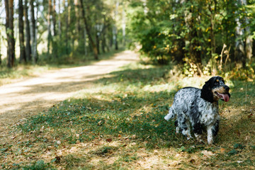 Spaniel on green background