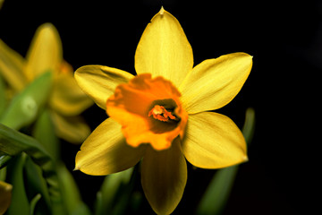 Fototapeta na wymiar Blume gelb
