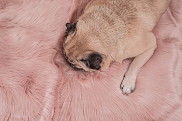 Cute pug is sleeping on pink fur carpet.