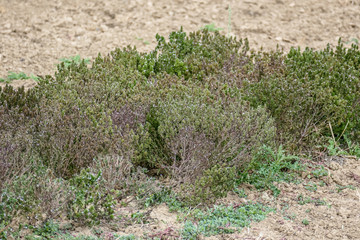 Kräuteranbau im Feld