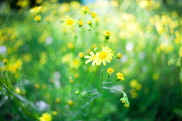 Colorful image wild flowers of clover in a meadow