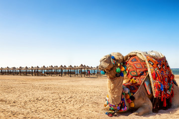 Naklejka premium Camel resting on the beach of Egypt. Coast Sharm Fir Sheikh