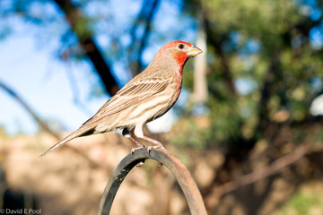 Desert Red Finch