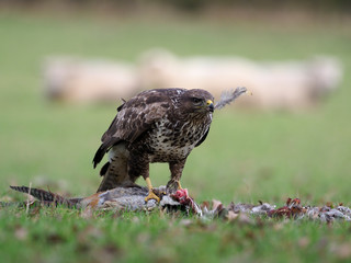 Common buzzard, Buteo buteo