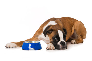Young boxer dog with empty food bowl isolated on white background