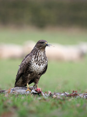 Common buzzard, Buteo buteo