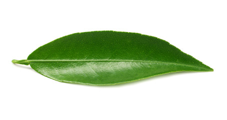 Fototapeta na wymiar citrus leaves isolated on white background.