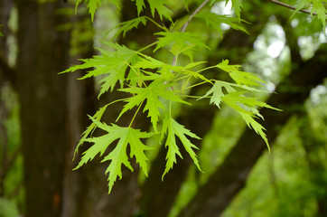 Silver maple tree branch with young leaves (Acer saccharinum)