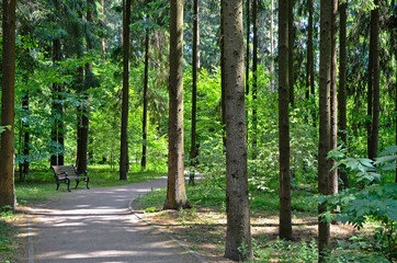 Bench in the Park. Forest path.