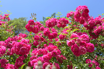 Pink roses on blue sky background. Summer landscape with blooming roses.