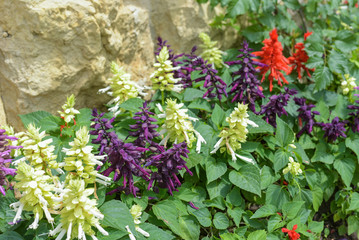Salvia on stone wall background. Red, white, and purple Salvia.