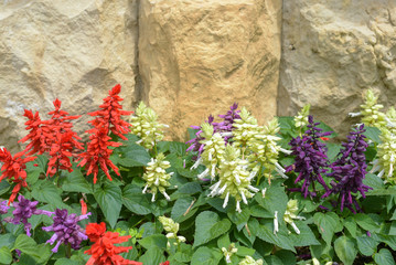 Salvia on stone wall background. Red, white, and purple Salvia. Floral wallpaper.