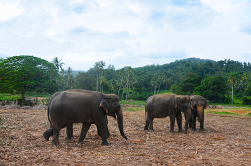 Group of elephants (Elephas maximus) in wild nature. Pinnawala, Sri Lanka