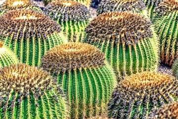 Mexikanische Kaktee Echinocactus grusonii