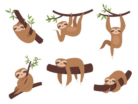 Sloth characters. Cute sleepy animal on branch tree kid climbing vector cartoon mascot. Lazy sloth on branch, character sleepy illustration
