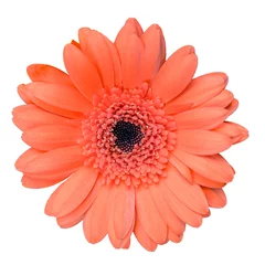 Foto auf Glas beautiful coral colored gerbera daisy flower isolated on white background closeup © Andrey