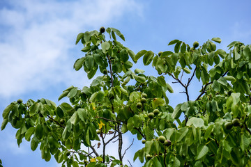 Walnüsse am Baum