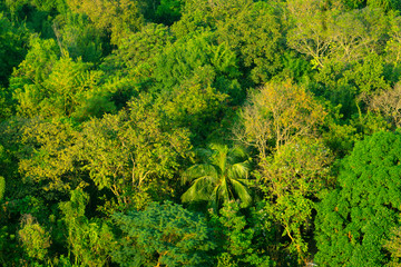 Naklejka premium Forest and tree from the top view