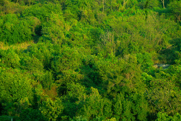 Forest and tree from the top view