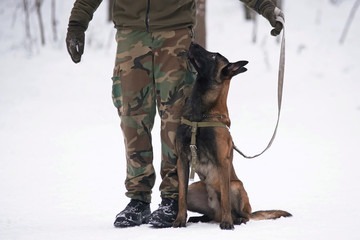 Young Belgian Shepherd dog Malinois sitting on a snow next to its owner during the protection training time in winter
