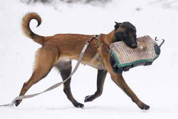 Pleased Belgian Shepherd dog Malinois walking on a snow holding a soft bite sleeve in its mouth during the protection training time in winter