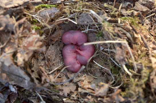 Three newborn baby rats in nest in its natural habitat. Fauna of Ukraine. Shallow depth of field, closeup.