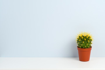 Cactus in pot on white shelf near blue wall