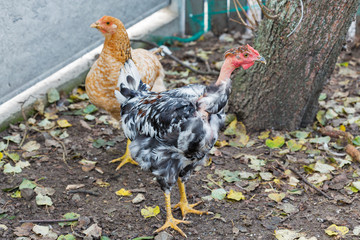 free range chickens closeup