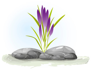 Fototapeta na wymiar Spring violet crocuses on white. Floral nature spring background. illustration crocus flower. Flowers growing on stones.