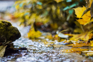 Small brook in autumn park. Many yellow leaves in foreground and blurred background. Low side closeup view. Autumn in park.