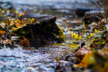 Small brook in autumn park. Many yellow leaves in foreground and blurred background. Low side closeup view. Autumn in park.
