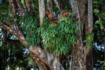 Elkhorn Fern (Platycerium bifurcatum)