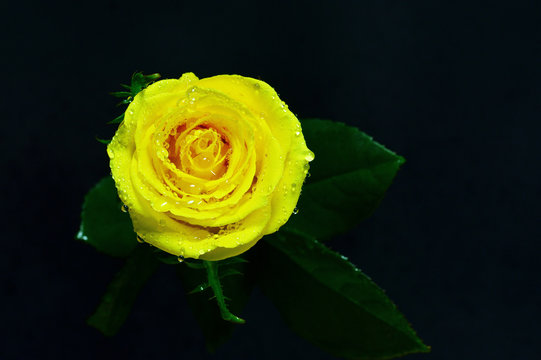 yellow rose on dark background