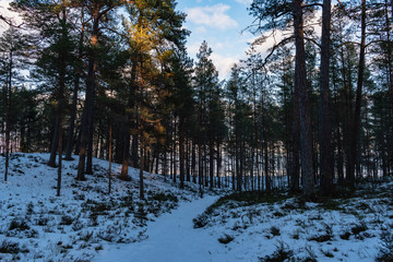 Pine forest trail, in cold winter day by the sea.