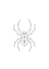 spider