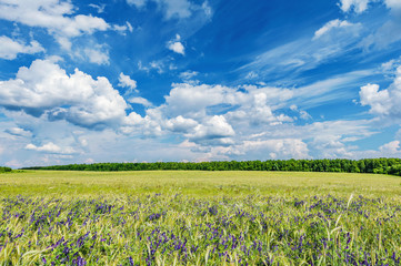 Meadow with flowers at hot day summer time.