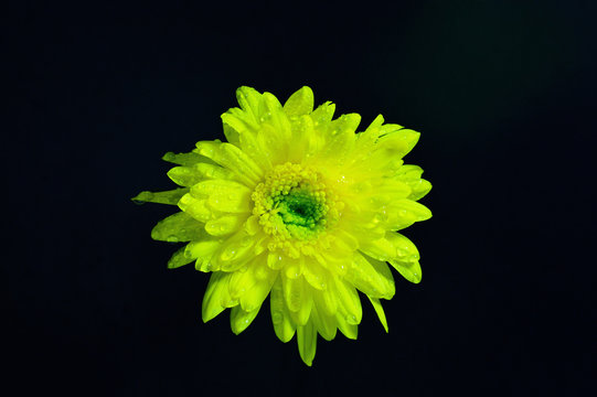yellow flower on dark background