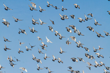 flock of pigeons opened wings flies in the blue sky
