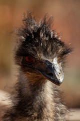 Emu