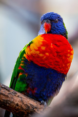 Allfarblori Papagei