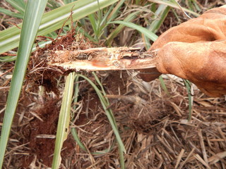 Sugar cane pest, insect as known as: " Bicudo da Cana-de-Açúcar ". Scientific name: Sphenophorus levis