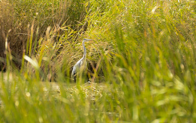 White heron standing in the water surrounded by bushes
