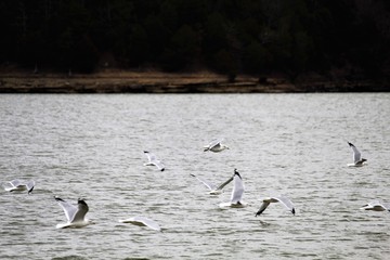 flock of seagulls