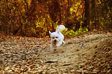 Naklejka na ściany i meble running dog in autumn forest