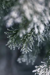 Frozen needles of pine tree branches in winter
