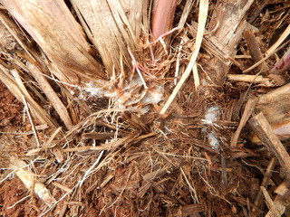 Sugarcane with disease. Scientific name: Mahanarva fimbriolata.